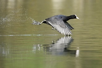 Eurasian Coot (Fulica atra), running over the water surface and causing splashing water, shallow