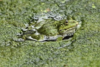 Water frog (rana esculenta), sitting on a carpet of algae in a pond, Switzerland, Europe