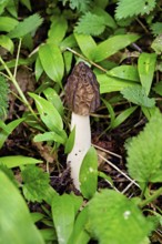 Capped morel (Morchella semilibera), Switzerland, Europe