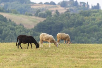 Domestic sheeps (Ovis aries) standing on a meadow with a Western cattle egret (Bubulcus ibis),