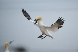 Northern gannet (Morus bassanus) landing with nesting material in its beak, wildlife, Helgoland,