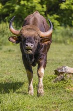 Portrait of a male Gaur (Bos gaurus gaurus) on a green meadow