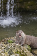 One Eurasian otter (Lutra lutra), sitting on a rock and feeding on a fisch. A little cascade in the