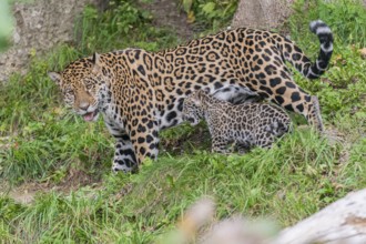 One male jaguar baby (Panthera onca), 10 weeks old, playing with his mother