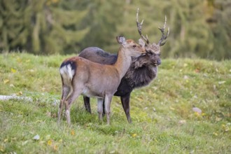 Deep affection. A Japanese sika deer (Cervus nippon nippon) doe cuddles intensely with a stag