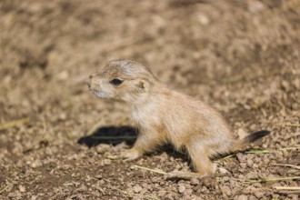 A black-tailed prairie dog cub (2 weeks old) (Cynomys ludovicianus) sits on sandy terrain on a