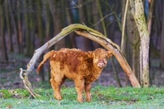 One Highland calf (Bos (primigenius) taurus) stands at a forest edge