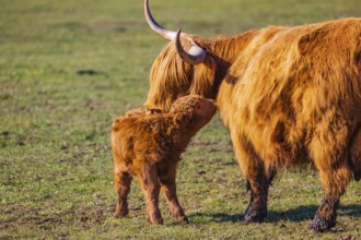 One Highland cow (Bos (primigenius) taurus) stands on a meadow and licks her calf clean