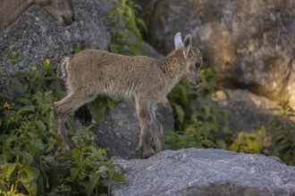 One baby ibex (Capra ibex) standing on a rock. Some green vegetation around and a forest in the