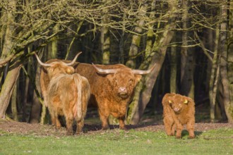 A family of Highlands (Bos (primigenius), a bull, a cow and a calf stand on a pasture at a forest