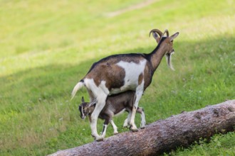 One female Tauernschecke goat, Capra aegagrus hircus, balancing along a tree trunk lying on meadow.