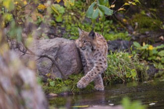 A young Eurasian lynx, (Lynx lynx) stands partially in the water of a pond