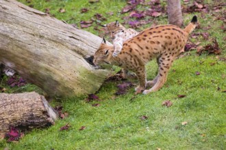 One female Eurasian lynx (Lynx lynx) plays with its cub on a green meadow