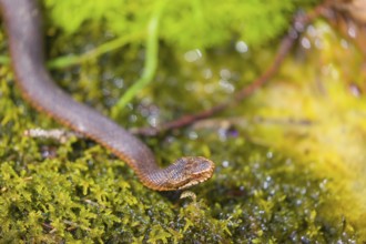 One Vipera berus, the common European adder or common European viper, creeps over moss and rocks