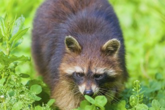 Portrait of an adult Raccoon Procyon lotor