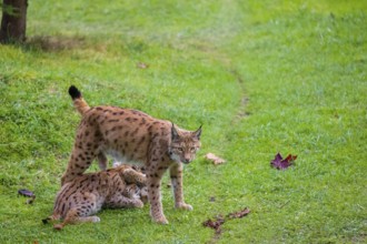 One female Eurasian lynx (Lynx lynx) plays with its two cubs on a green meadow