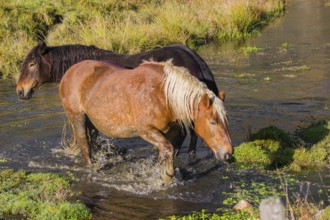 Two heavy horses of mixed breed stand in the water of a small pond and enjoy their life on a sunny