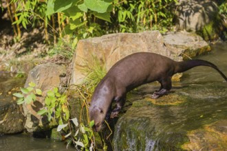 One giant otter or giant river otter (Pteronura brasiliensis) jumps down into the river from a