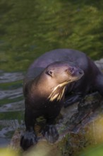 An adult giant otter or giant river otter (Pteronura brasiliensis) stands on rock in a small creek