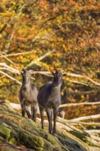 Two female Himalayan tahr (Hemitragus jemlahicus) stand on a rock. A dense autumnal forest is in