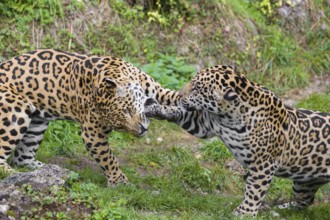 Two adult jaguars (Panthera onca) play fighting on a green meadow