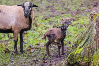 A female Cameroon or Cameroon Dwarf sheep, Ovis gmelini aries, and its lamb stand on a forest edge