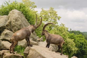 Two male ibex (Capra ibex) are standing on a rock and playfully fighting. A green forest can be