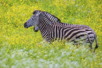 Chapman's zebra (Equus quagga chapmani) grazing on a yellow flowering meadow