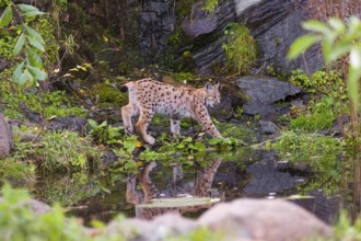 A Eurasian lynx, (Lynx lynx) runs between a small pond and a very small cascade