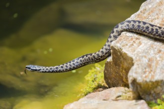 One Vipera berus, the common European adder or common European viper, creeps over moss and rocks