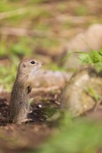 A young European ground squirrel (Spermophilus citellus) or European souslik stands tall on rocky