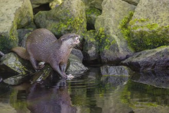 An oriental small-clawed otter or Asian small-clawed otter (Aonyx cinerea) stands on a rocky shore