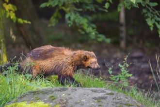 A wolverine (Gulo gulo) rests on a green meadow at a forest edge