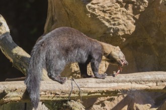 A Tayra (Eira barbara) stands on a fallen tree and eats something