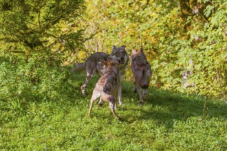 Three eurasian gray wolves (Canis lupus lupus) play with each other on a meadow on a hill