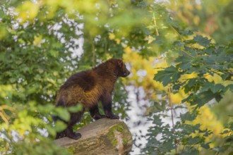 A wolverine (Gulo gulo) stands on a log in dense vegetation