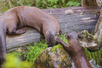 Two giant otter or giant river otter (Pteronura brasiliensis) play with sunglasses on a mossy