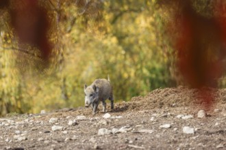 A wild boar or wild pig (Sus scrofa), runs across a clearing in hilly terrain in search of food. In