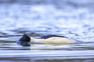 Common merganser, goosander (Mergus merganser merganser) male diving for food in winter