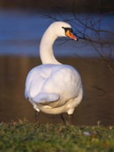 Mute Swan, (Cygnus olor), adult male, standing beside a lake, in late evening light in winter,