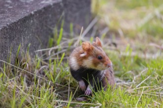 A European hamster (Cricetus cricetus), Eurasian hamster, black-bellied hamster or common hamster,