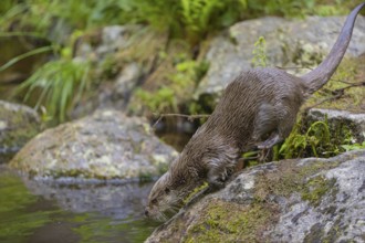 One Eurasian otter (Lutra lutra), walking over a mossy rock and jumps into the water. Green