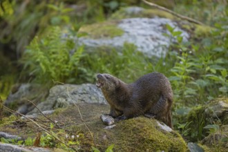 One Eurasian otter (Lutra lutra), sitting on a mossy rock and eating a fresh caught fish