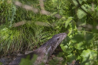 One Eurasian otter (Lutra lutra), swimming in brown water with green fresh vegetation around