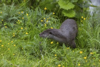 One Eurasian otter (Lutra lutra), walking through a field of yellow flowers (Ranunculus) and green