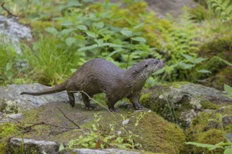 One Eurasian otter (Lutra lutra), walking over a mossy rock. Green vegetation and rocks around him