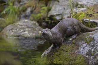 One Eurasian otter (Lutra lutra), walking over a mossy rock and jumps into the water. Green