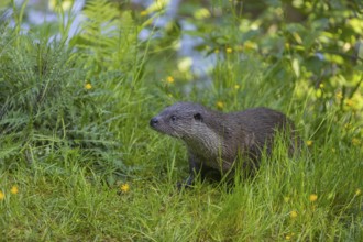 One Eurasian otter (Lutra lutra), walking through green vegetation. Some yellow flowers