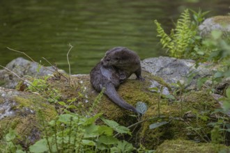 One Eurasian otter (Lutra lutra), grooming himself on a mossy rock. Green water reflections in the