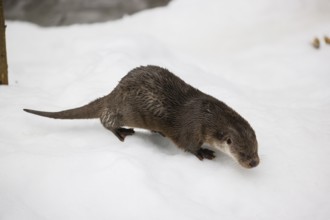 An adult otter (Lutra lutra) runs over snowy, hilly terrain